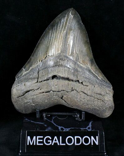 Serrated Megalodon Tooth - South Carolina #21237